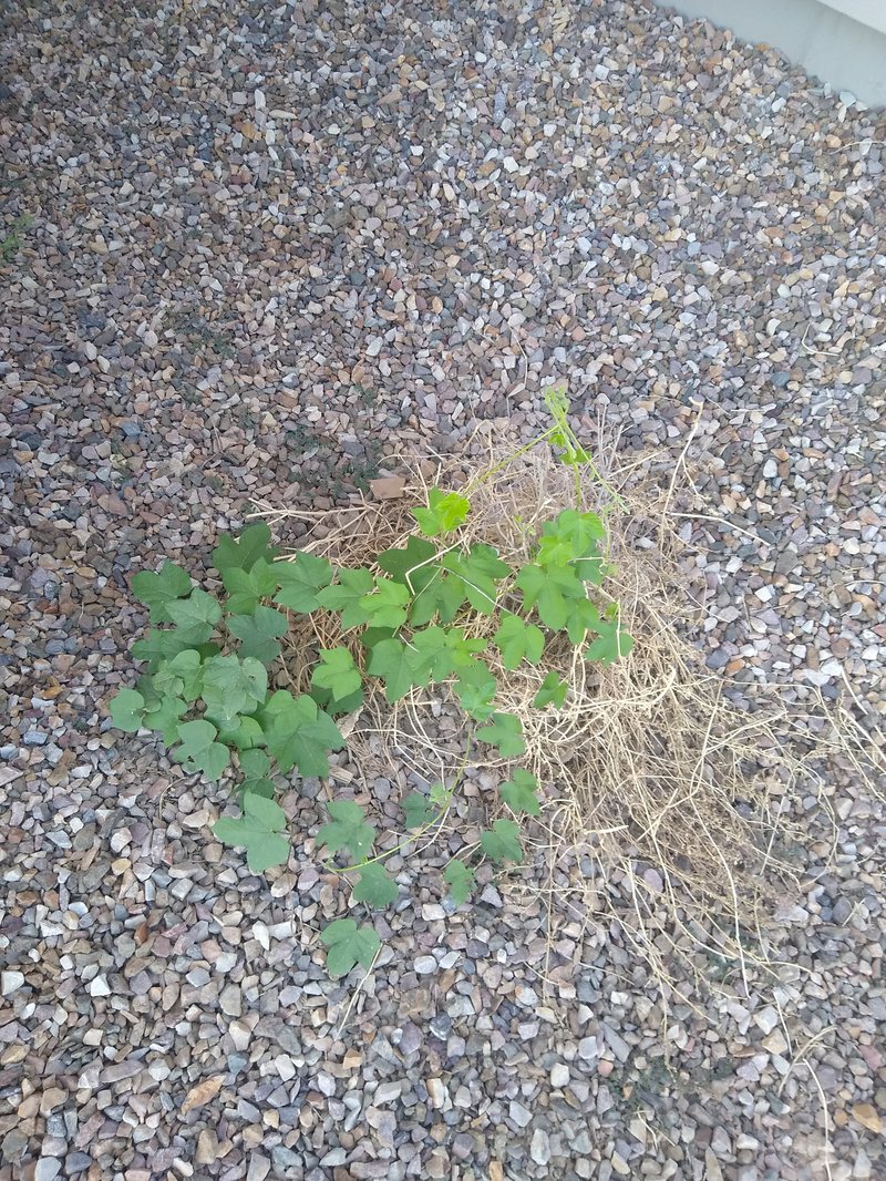 Ivyleaf Morning-Glory photo 7