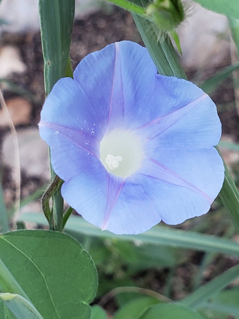 Ivyleaf Morning-Glory photo 8