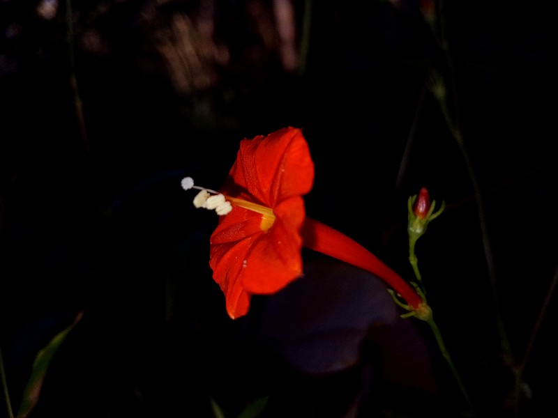 Scarletcreeper photo 2