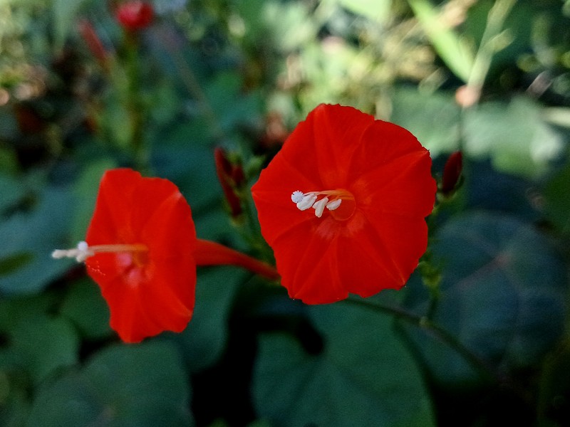 Scarletcreeper photo 3