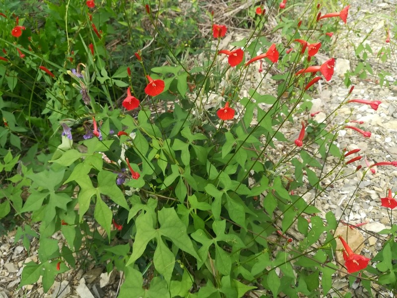 Scarletcreeper