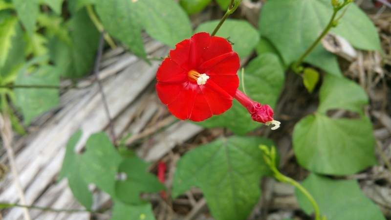 Scarletcreeper photo 2