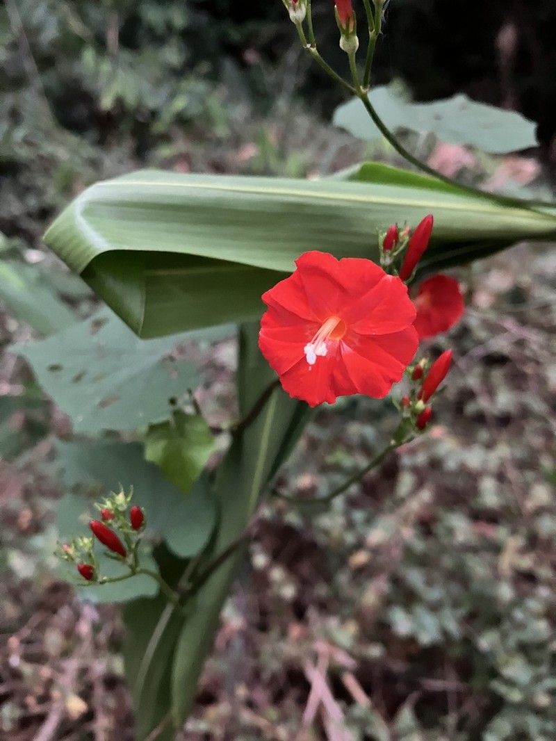 Scarletcreeper photo 3