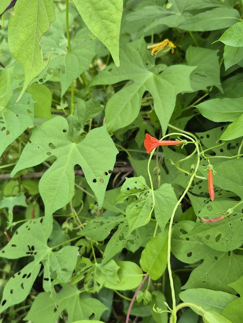 Scarletcreeper photo 4
