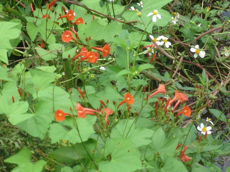 Scarletcreeper photo 5