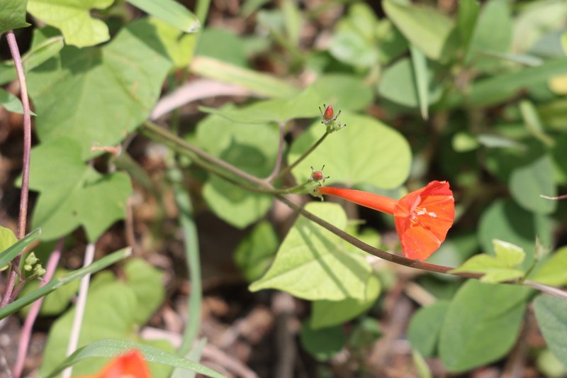 Scarletcreeper photo 6