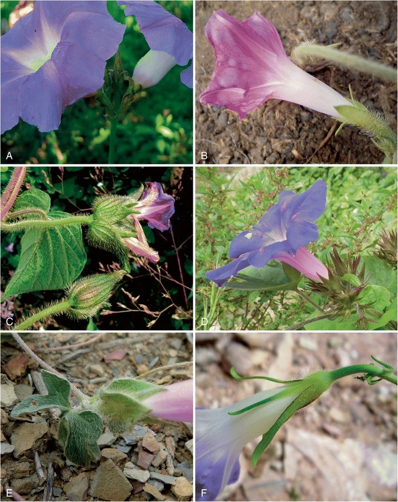 Wright's Morning-Glory photo 5