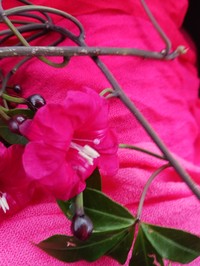 Lady Doorly's Morning-Glory