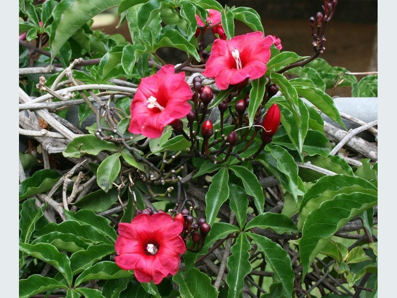 Lady Doorly's Morning-Glory photo 2