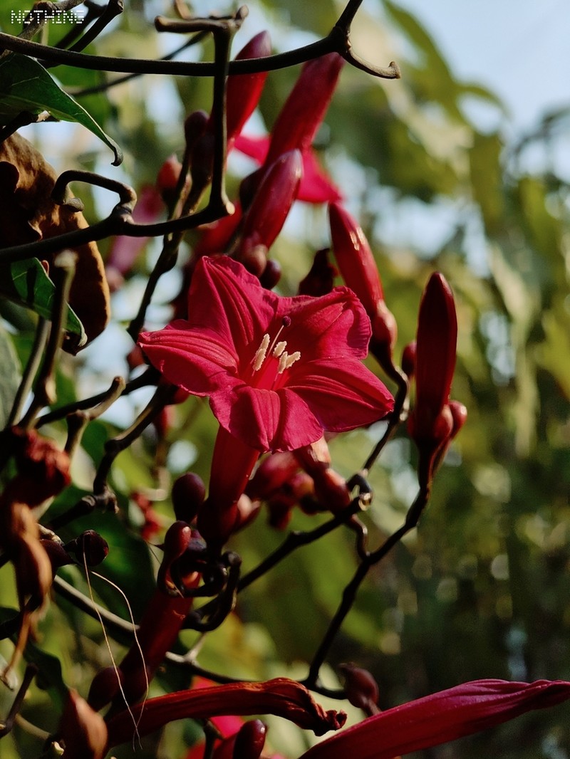 Lady Doorly's Morning-Glory photo 4