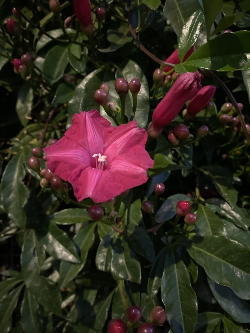 Lady Doorly's Morning-Glory photo 5