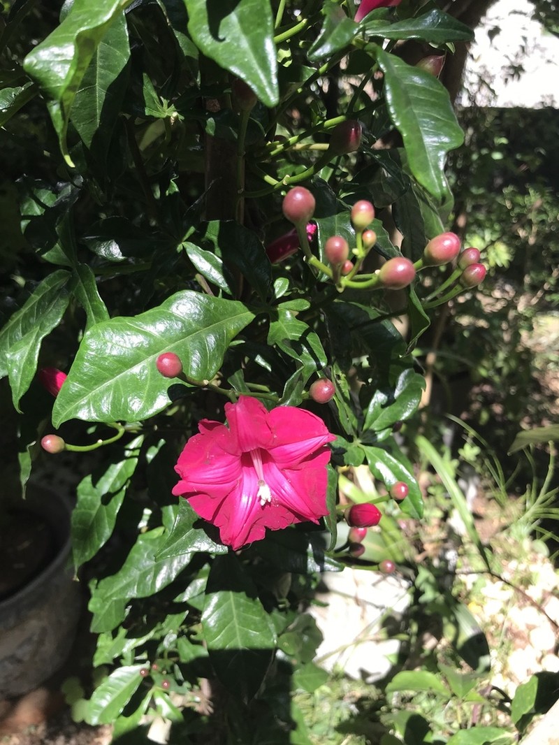 Lady Doorly's Morning-Glory photo 6