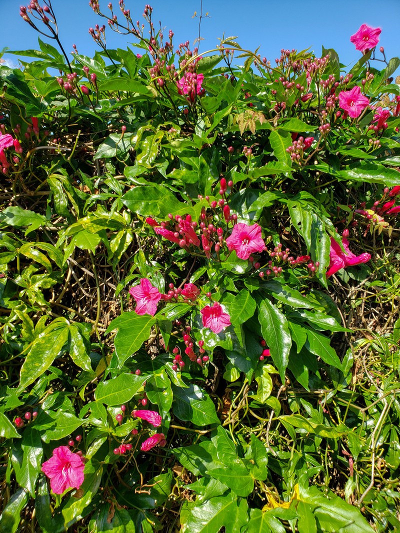 Lady Doorly's Morning-Glory photo 7