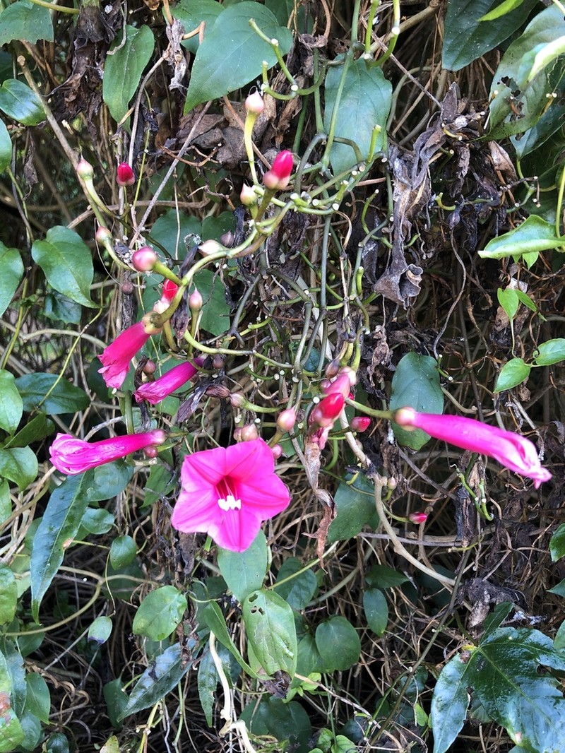 Lady Doorly's Morning-Glory photo 8