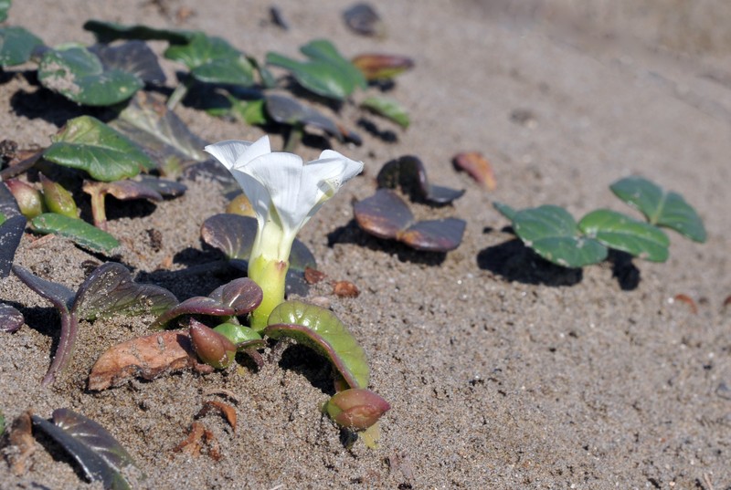 Beach Morning-Glory photo 5