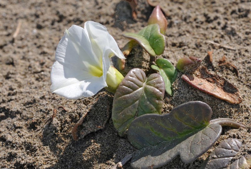Beach Morning-Glory photo 6