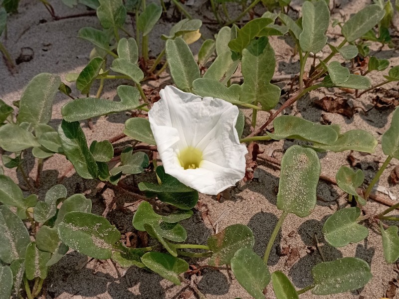 Beach Morning-Glory photo 2