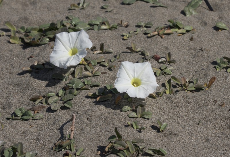 Beach Morning-Glory photo 3