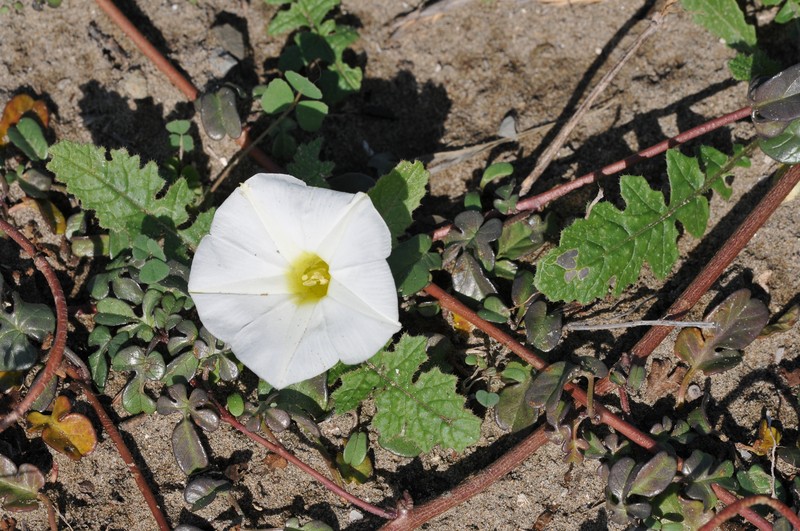 Beach Morning-Glory photo 4