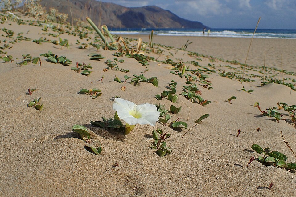 Beach Morning-Glory