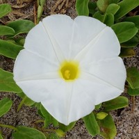 Beach Morning-Glory