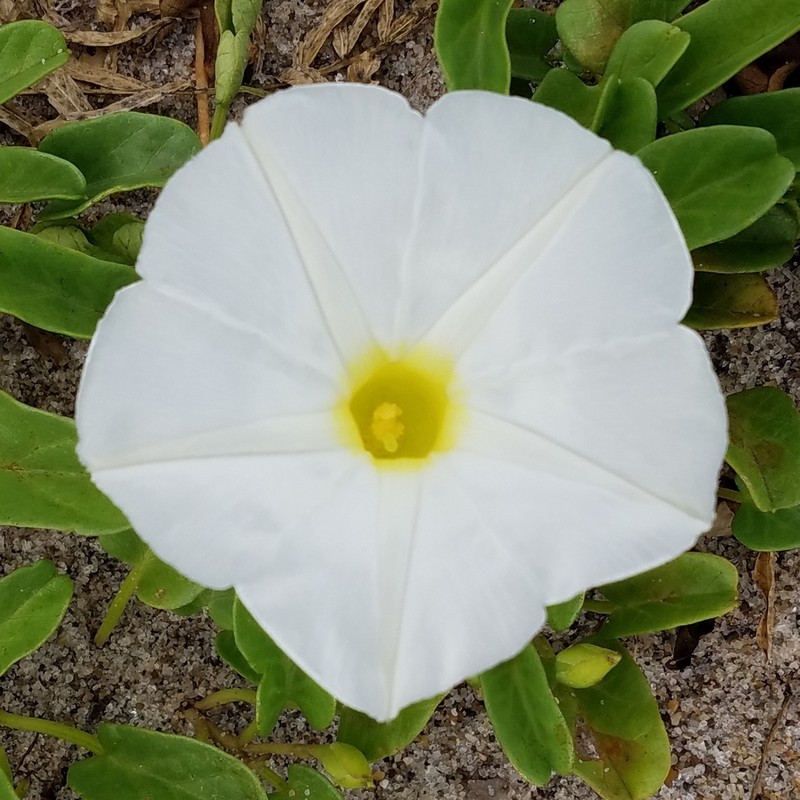 Beach Morning-Glory