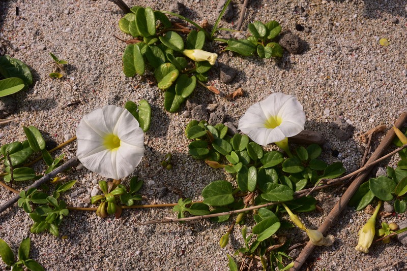 Beach Morning-Glory photo 2