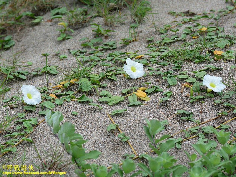 Beach Morning-Glory photo 3
