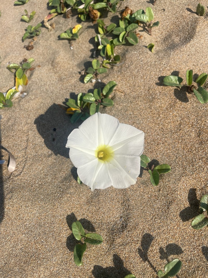 Beach Morning-Glory photo 4