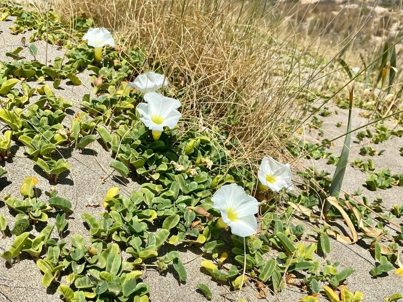 Beach Morning-Glory photo 5