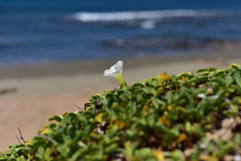 Beach Morning-Glory photo 6