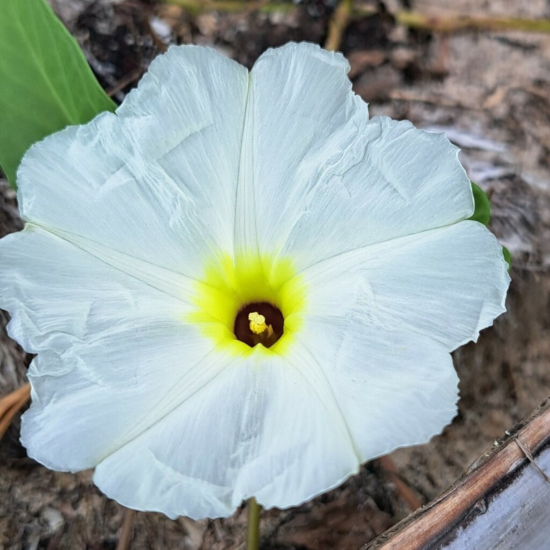 Beach Morning-Glory photo 7