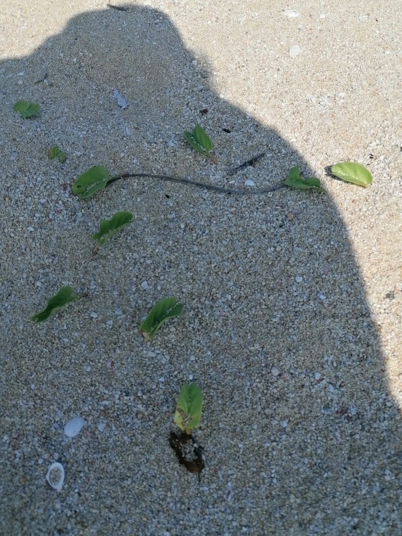 Beach Morning-Glory photo 8