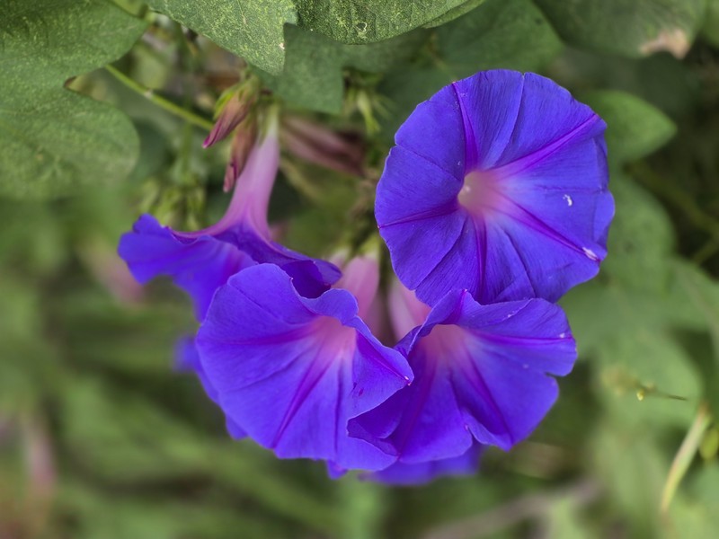 Oceanblue Morning-Glory