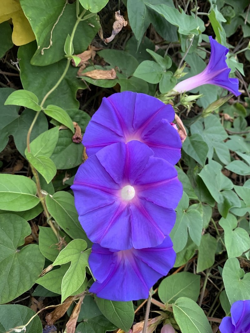 Oceanblue Morning-Glory