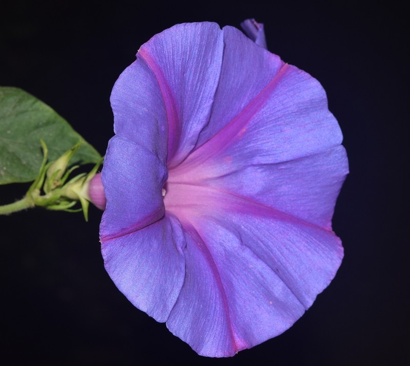 Oceanblue Morning-Glory photo 2