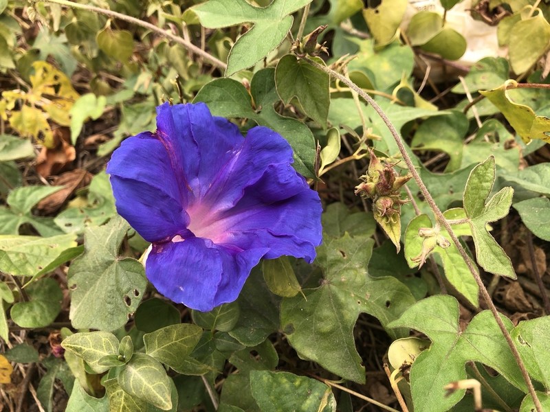 Oceanblue Morning-Glory photo 3