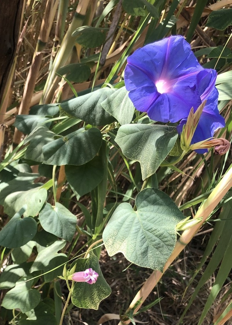 Oceanblue Morning-Glory photo 4
