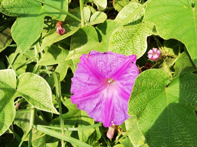 Oceanblue Morning-Glory photo 5
