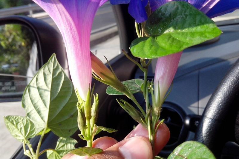 Oceanblue Morning-Glory photo 6