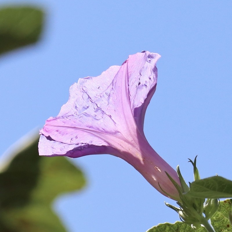 Oceanblue Morning-Glory photo 7