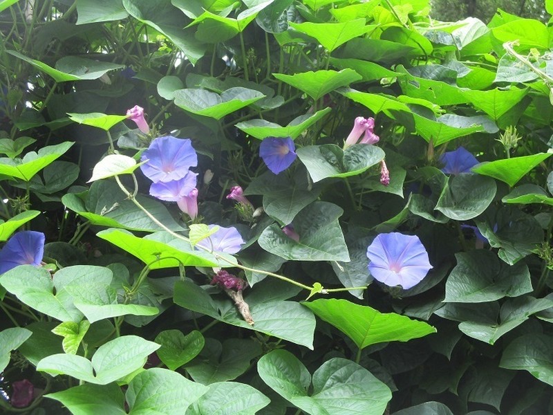 Oceanblue Morning-Glory photo 8