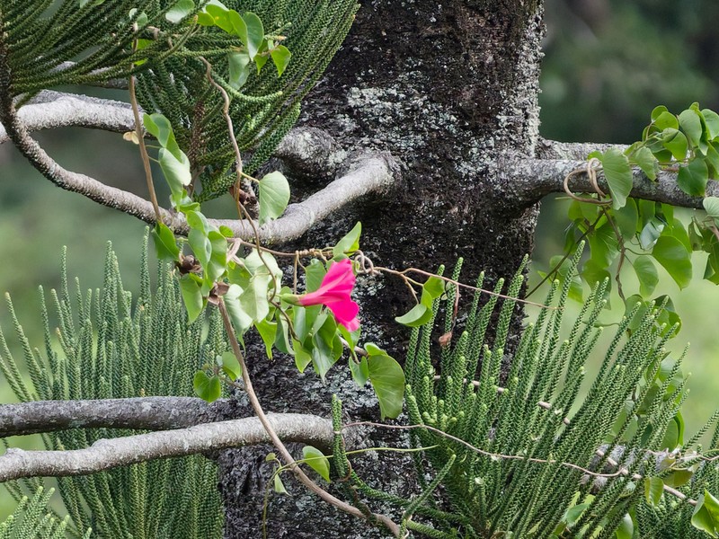 Ipomoea inopinata
