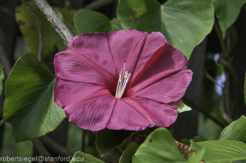 Ipomoea inopinata photo 2