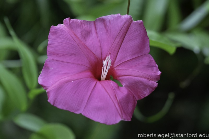 Ipomoea inopinata photo 3
