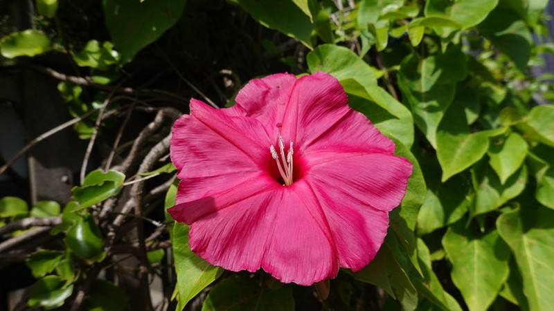 Ipomoea inopinata photo 4