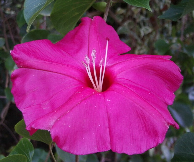 Ipomoea inopinata photo 5