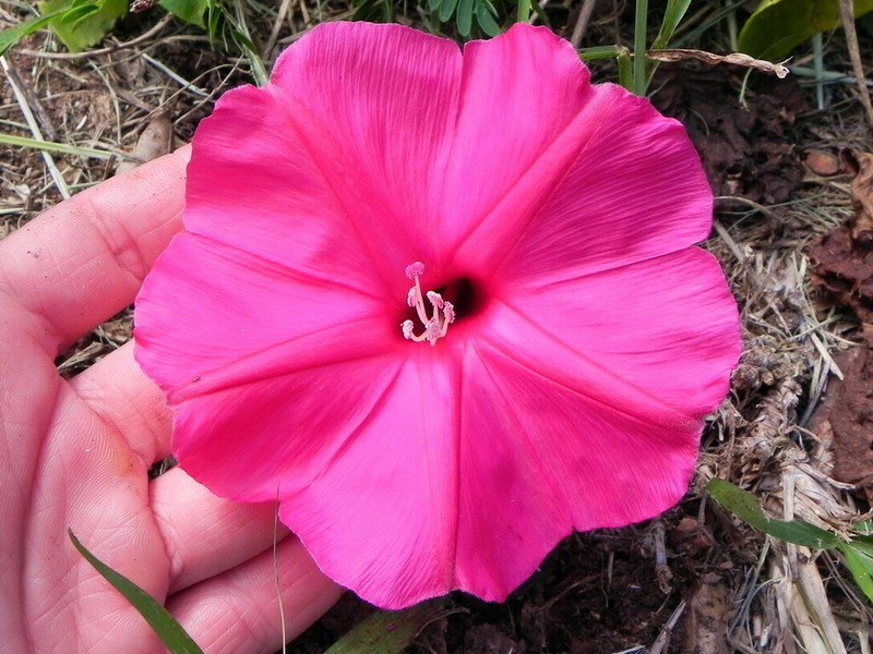 Ipomoea inopinata photo 6