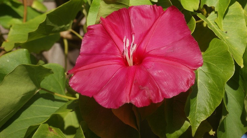 Ipomoea inopinata photo 7