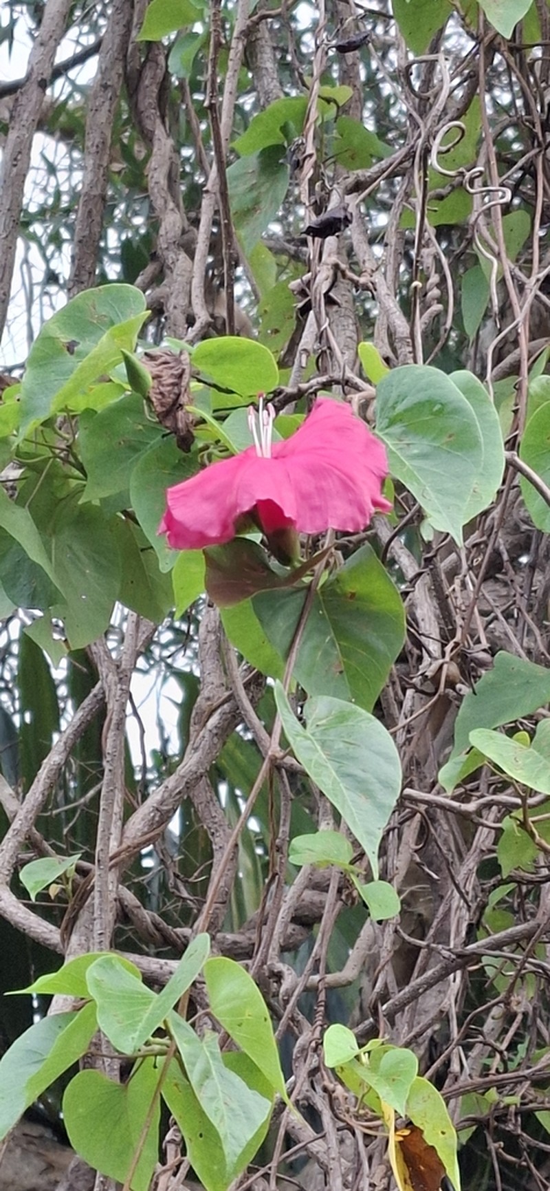 Ipomoea inopinata photo 8